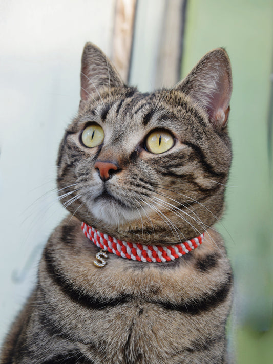 Collier Simple Chat